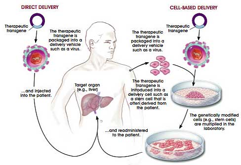 Ways of delivering  disease-fighting transgenes into patients