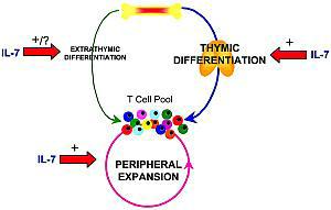 IL-7 boosting T-cells outside the thymus