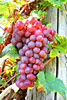 red skinned grapes contain resveratrol