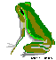 Frog courtesy of Frogland