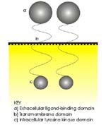 ERB receptor