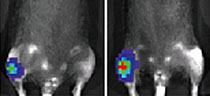 in mice with or without G-CSF treatment