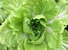 Cabbage (a cruciferous vegetable):  photo by  beanphone