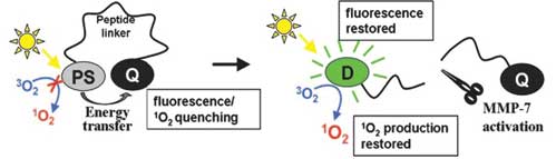 Photodynmaic molecular beacon, Zheng and Wilson, PNAS May 2007