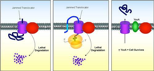 Translocator in cell