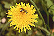 Dandelion and wild bee -- USDA