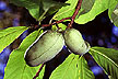 Paw-paw -- photo, USDA