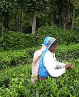 phototea picker, srilanka, photo by vangelde, stock exchng