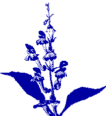 Scutellaria (Skullcap)